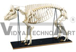 Anatomical Pig Skeleton Model (Sus scrofa)